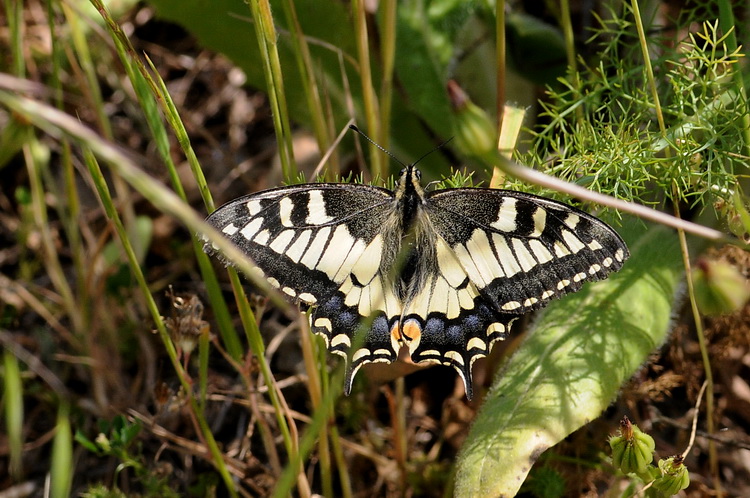 Papilio machaon